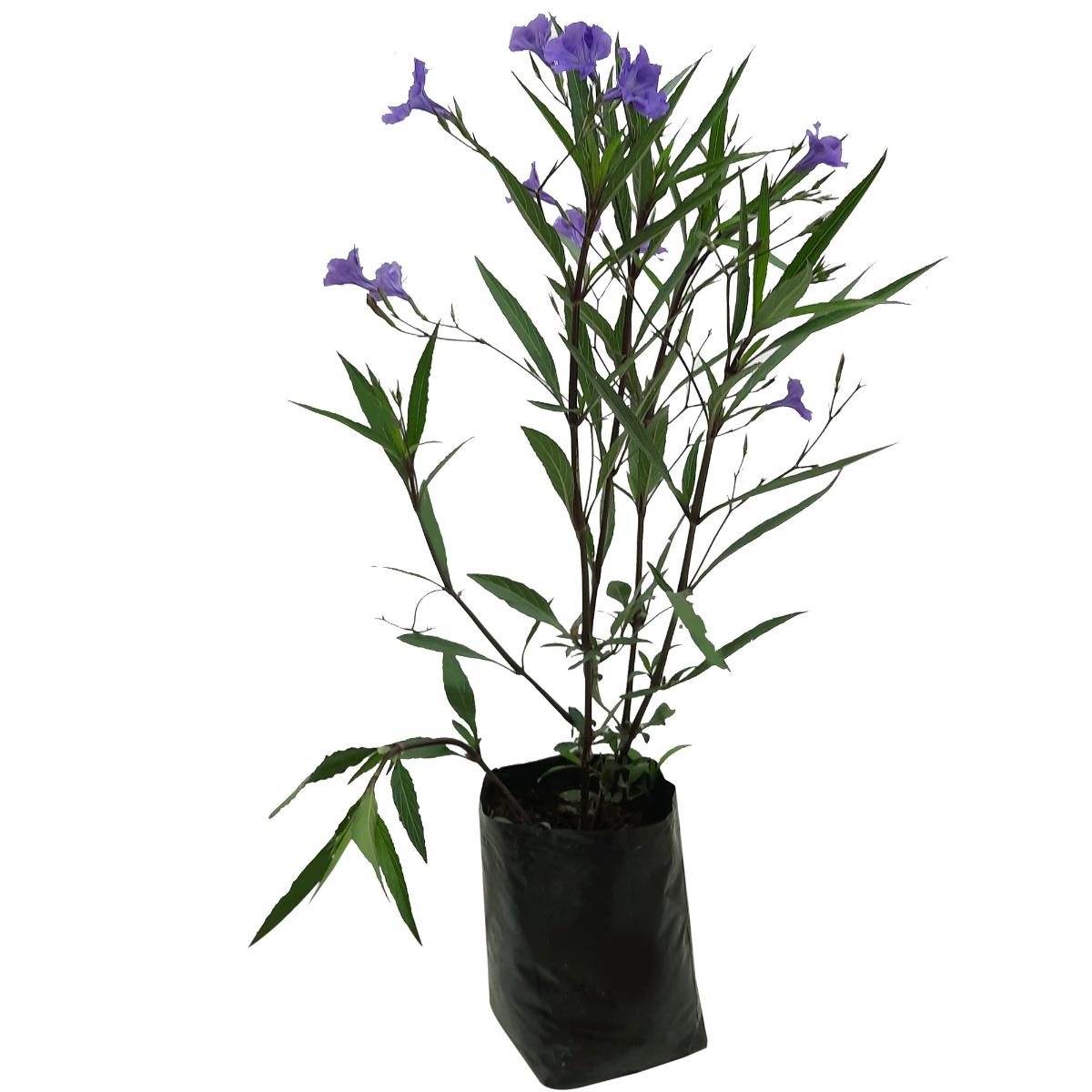 Planta rohelia comun 60cm b35 l