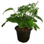 PLANTA ESQUELETO 5"