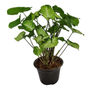PLANTA SINGONIO 5"