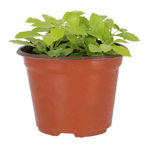 DURANTA ERECTA 5 PG.