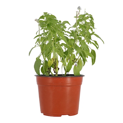 PLANTA SALVIA AZUL NATURAL VERDE 35 X 14.8 CM