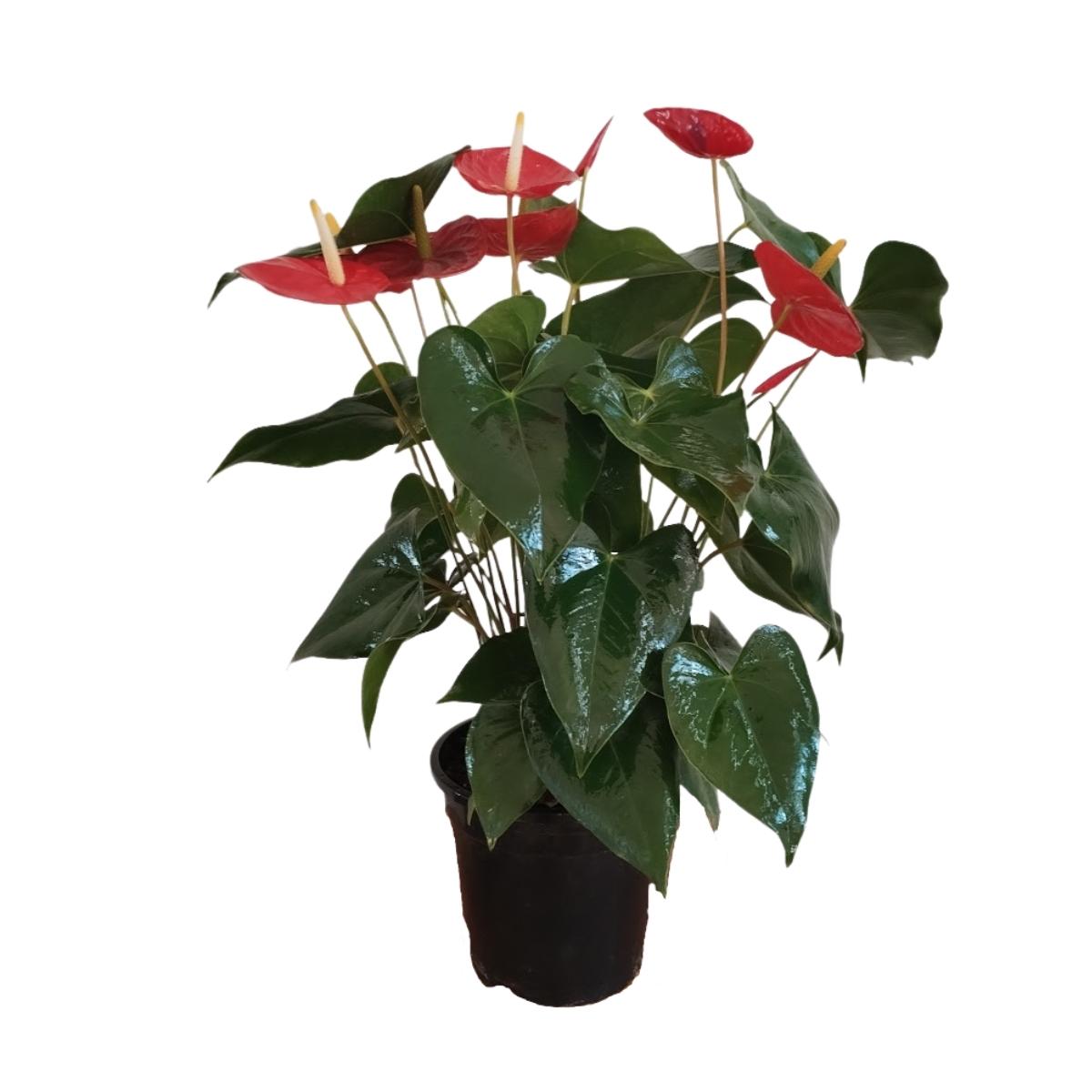 Planta anthurio 7 natural para interior