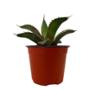 PLANTA AGAVES VARIOS 4 PG