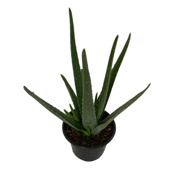 PLANTA ALOE VERA 5 PG