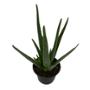 PLANTA ALOE VERA 5 PG
