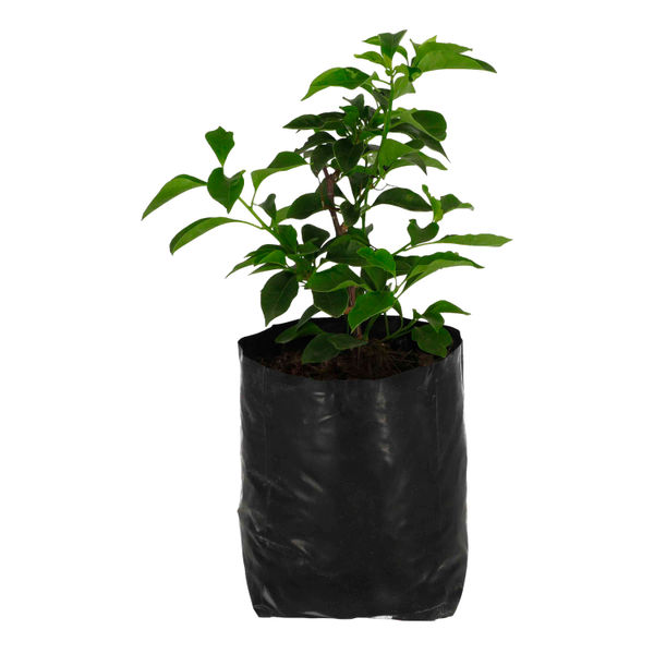 PLANTA BUGAMBILEA DE 37 CM X 14 CM