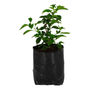 PLANTA BUGAMBILEA DE 37 CM X 14 CM