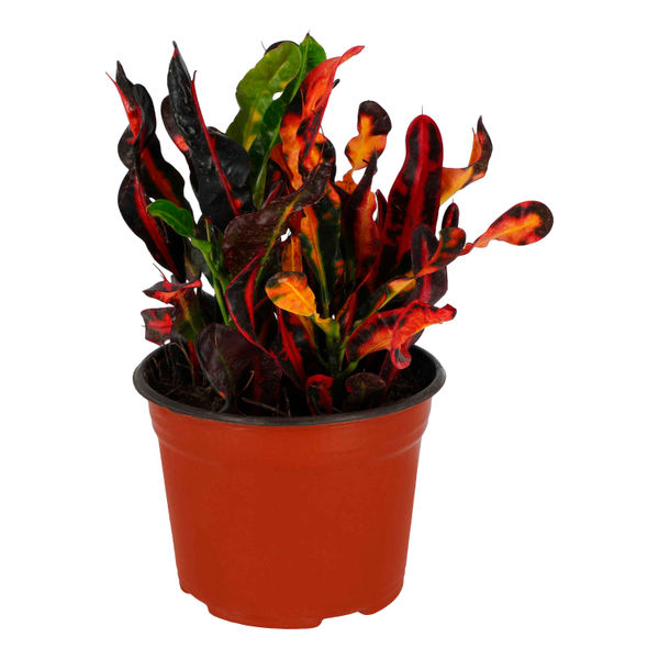 PLANTA NATURAL CROTO DE 26.7 CM X 21 CM CON MACETA DE PLÁSTICO