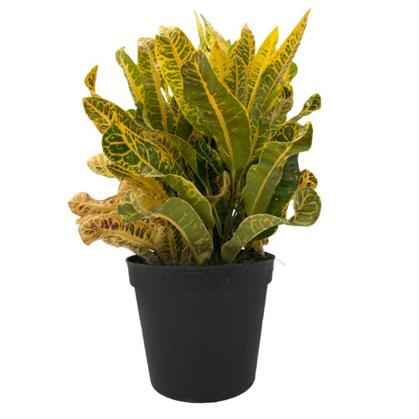 PLANTA CROTO VARIOS MACETON 11 PG
