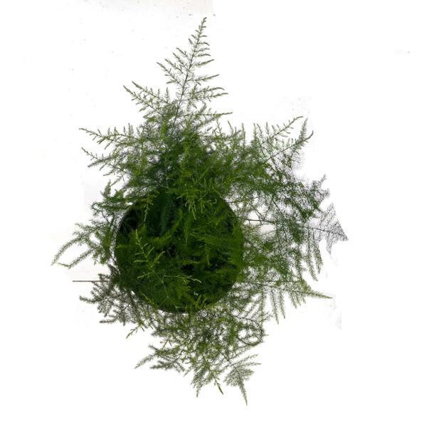 PLANTA ESPARRAGO PLUMOSO 6 PG