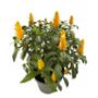 PLANTA PISTACHIS MACETON 11 PG.