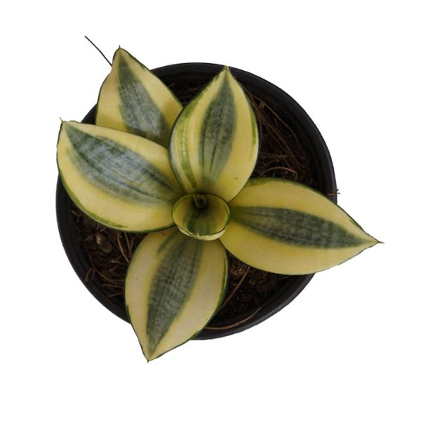 PLANTA SANSEVERIA HANII 4 PG