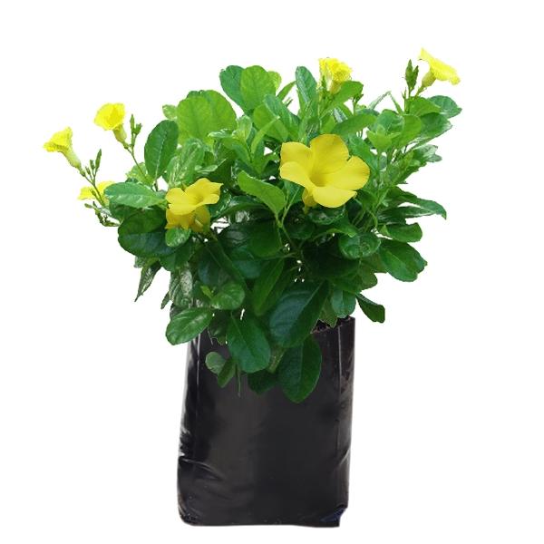 Planta Mandevilla B35 L