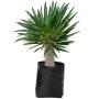 Planta Pachipodium B30 L