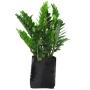 Plantas Zamioculca B30 L