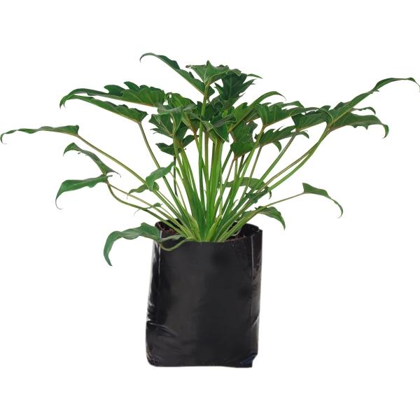 Planta Xanadu B30 L