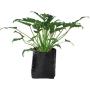 Planta Xanadu B30 L
