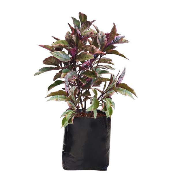 PLANTA ARALIA MARMOL B30 L