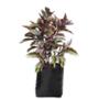 PLANTA ARALIA MARMOL B30 L