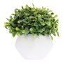 PLANTA DEC. SUCULENTA SB 12X12CM