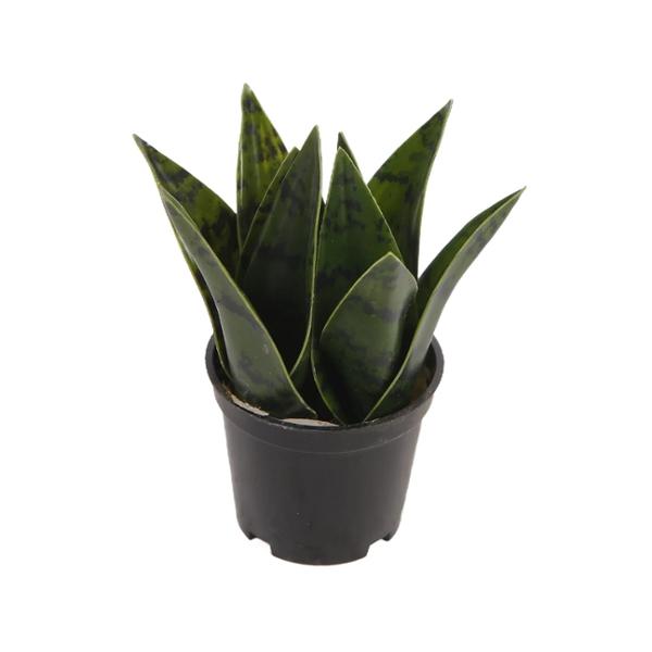 PLANTA ARTIFICIAL ZAYN - VERDE Y NEGRO