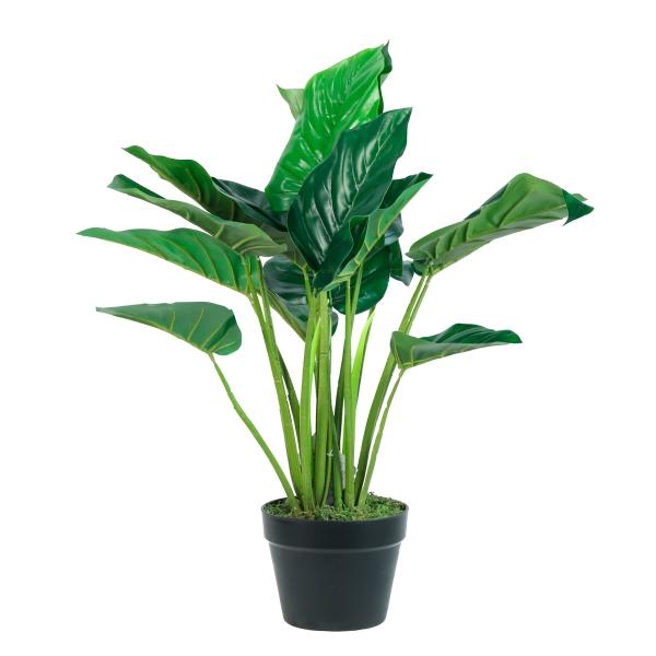 ALOCASIA DE 60 CM