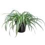 Planta Liston 6"