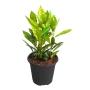 Planta Croto Mix 6"