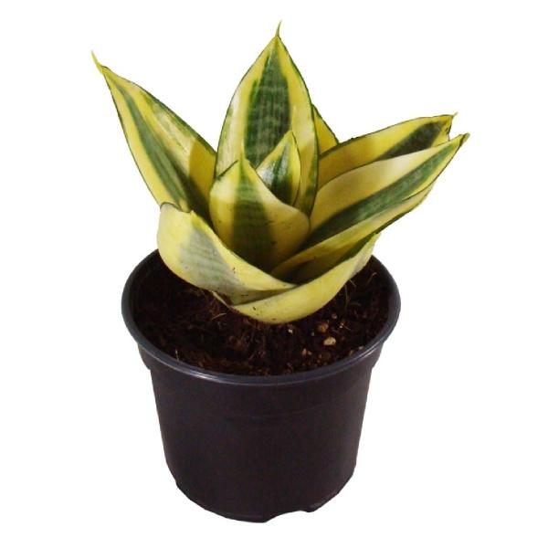 Planta Hanny 6"