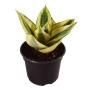 Planta Hanny 6"