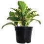 Planta Peperomia Mix 6"