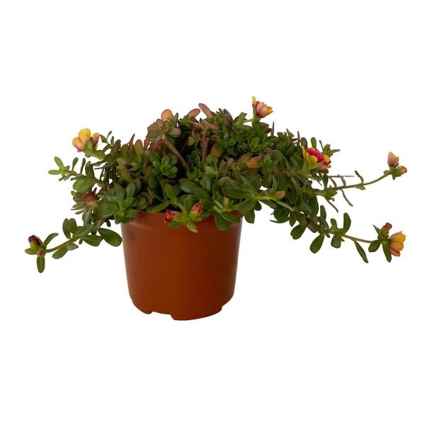 PLANTA AMOR DE UN RATO 5 PG