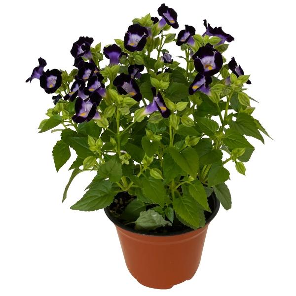 PLANTA TORENIA