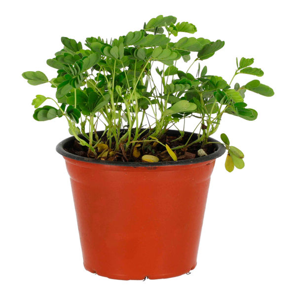 PLANTA NATURAL MIMOSA SENSITIVA DE 12 CM X 7 CM CON MACETA DE PLÁSTICO
