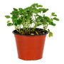 PLANTA NATURAL MIMOSA SENSITIVA DE 12 CM X 7 CM CON MACETA DE PLÁSTICO