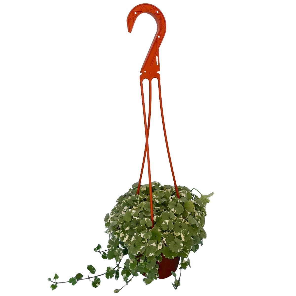 Planta glechoma colgante 5"