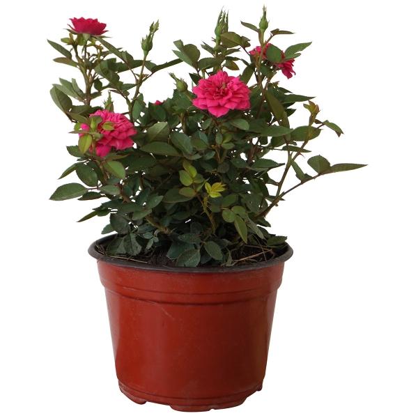 PLANTA NATURAL ROSA COSTER DE 20.02 CM X 14 CM