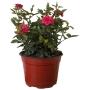 PLANTA NATURAL ROSA COSTER DE 20.02 CM X 14 CM