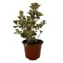 PLANTA FICUS TRIANGULAR 5"