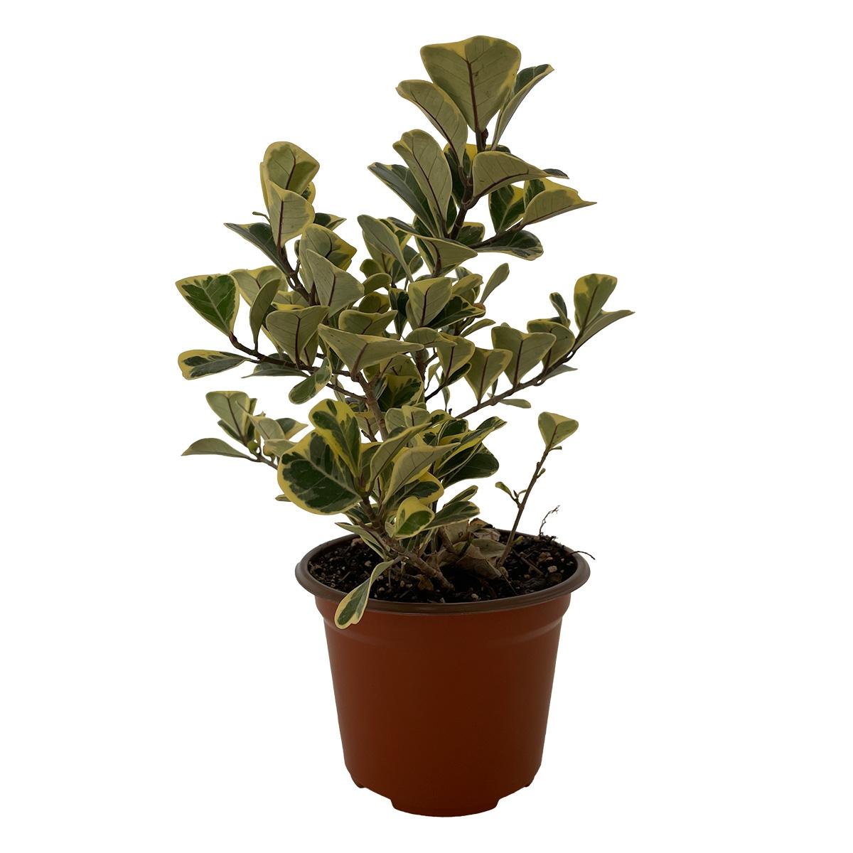 Planta ficus triangular 5