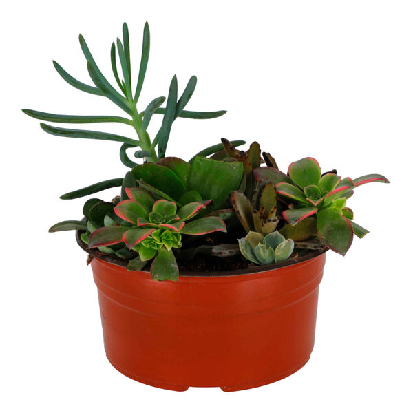 PLANTA NATURAL SUCULENTA DE 26 CM X 24 CM CON MACETA DE PLÁSTICO