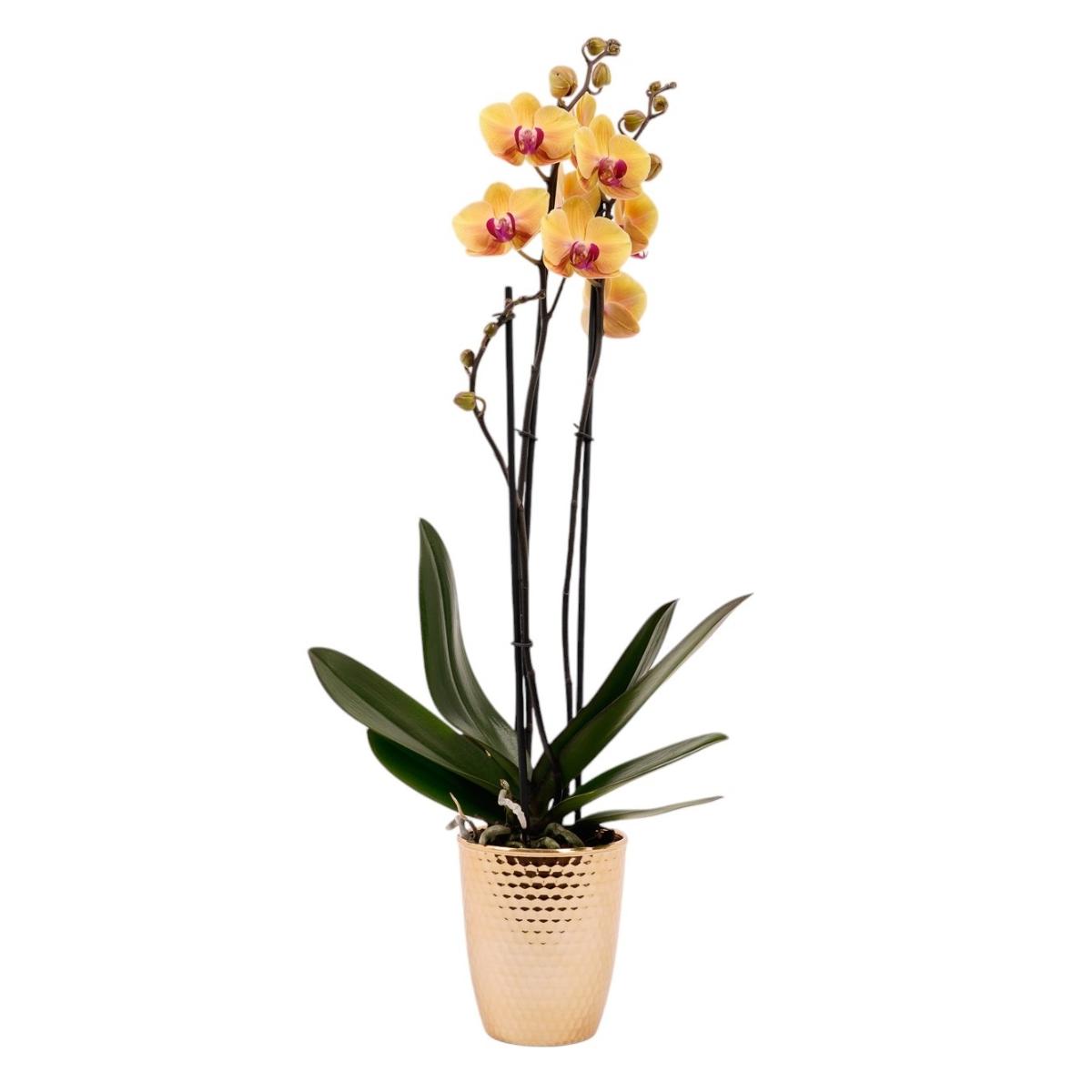 Maceta orquídea dorada