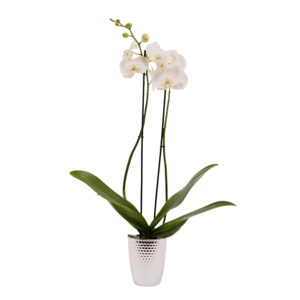 MACETA ORQUÍDEA PLATEADA