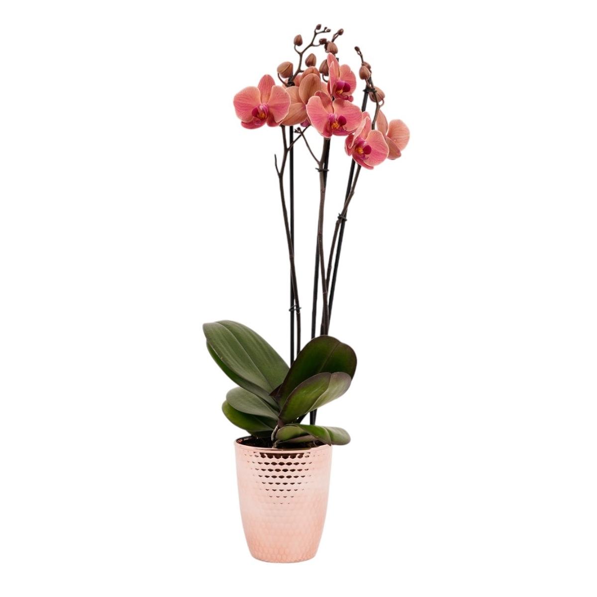 Maceta orquídea rosegold
