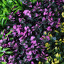 Description img 5
