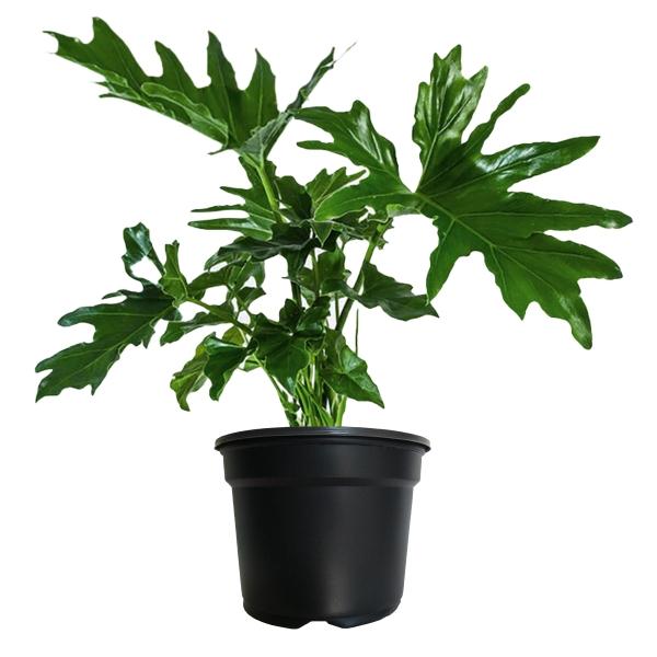 PLANTA GARRA DE LEON 8 PG