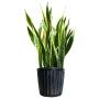 PLANTA SANSEVIERA LAURENTII 3 GL