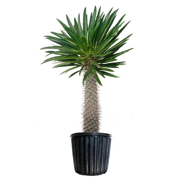 PLANTA PACHIPODIUM B3 G