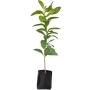 ARBOL COBANO B-27 1 M