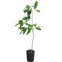 ARBOL PINGUICA 1 M B28 L